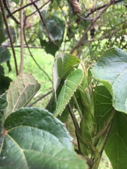Sparrmannia africana
