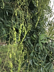 Styphnolobium japonicum