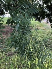 Styphnolobium japonicum