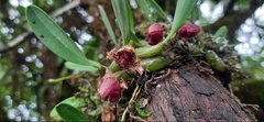 Bulbophyllum griffithii