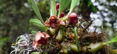 Bulbophyllum griffithii