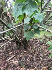 Sparrmannia africana