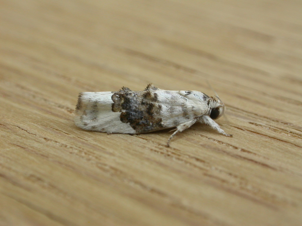 Piloprepes antidoxa