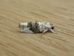 Piloprepes antidoxa
