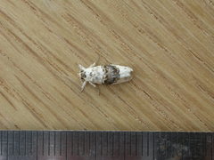 Piloprepes antidoxa