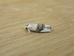 Piloprepes antidoxa