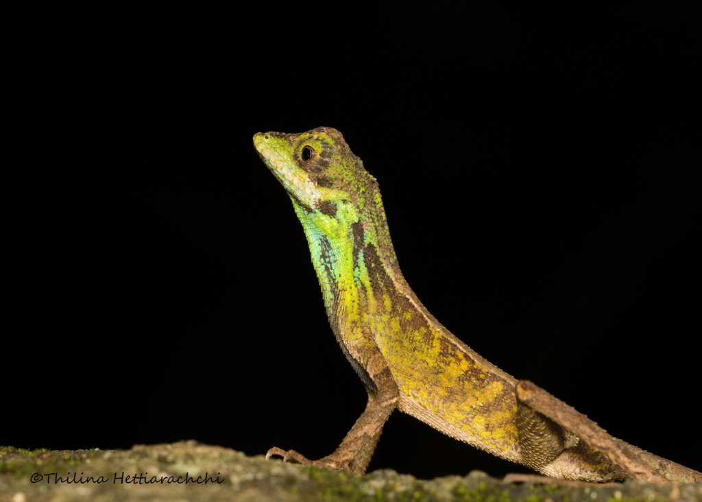 Wiegmann's Agama