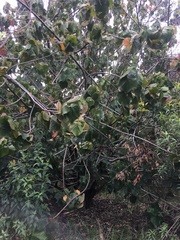 Sparrmannia africana