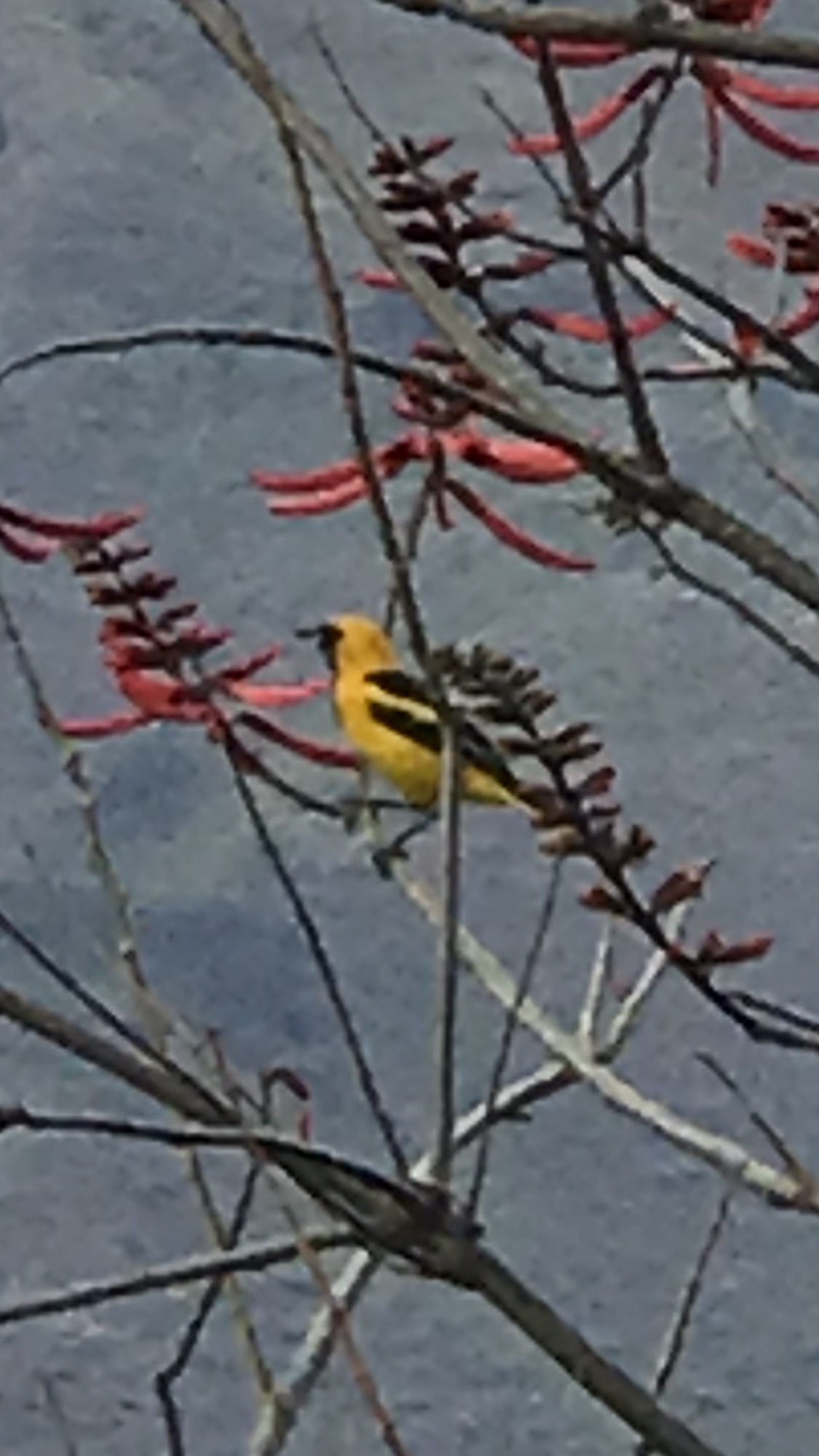 Icterus image