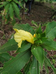 Costus villosissimus