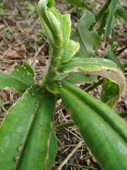 Costus villosissimus