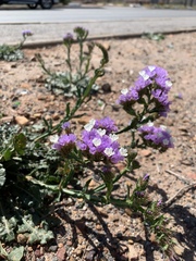 Limonium sinuatum
