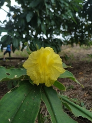 Costus villosissimus
