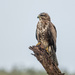 Steppe Buzzard - Photo (c) Allan Hopkins, some rights reserved (CC BY-NC-ND)