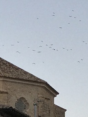 Corvus monedula