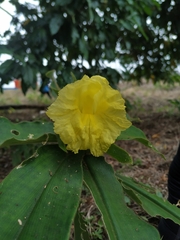 Costus villosissimus