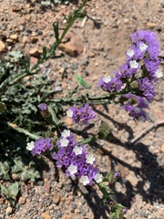Limonium sinuatum
