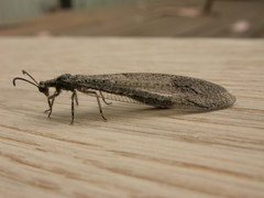 Glenoleon meteoricus