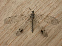 Glenoleon meteoricus