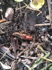 Platydracus maculiventris