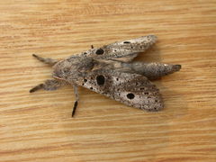 Sympycnodes digitata