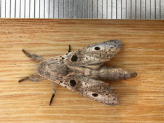 Sympycnodes digitata