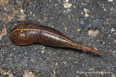 Haemadipsa zeylanica