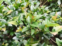 Sarcococca ruscifolia
