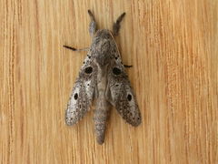 Sympycnodes digitata