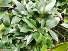 Sarcococca ruscifolia