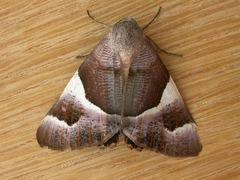 Niceteria macrocosma