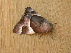 Niceteria macrocosma