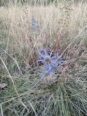 Eryngium amethystinum
