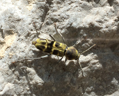 Xylotrechus