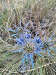 Eryngium amethystinum