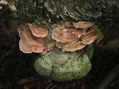Antrodiella pallescens