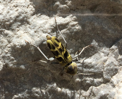 Xylotrechus
