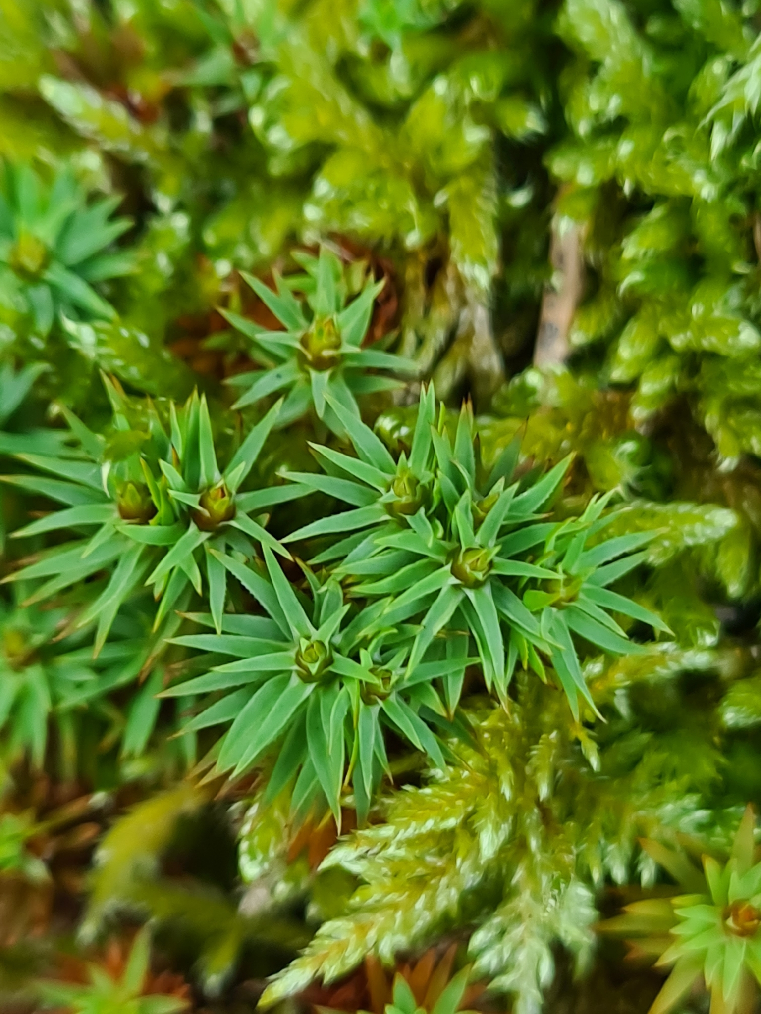 Pogonatum