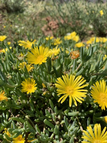 Hymenocyclus latipetalus L.Bolus