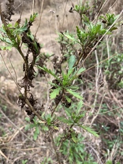 Euryops chrysanthemoides
