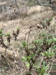 Euryops chrysanthemoides