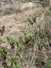 Euryops chrysanthemoides