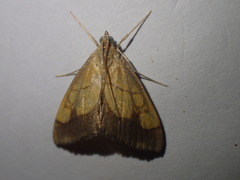 Evergestis limbata