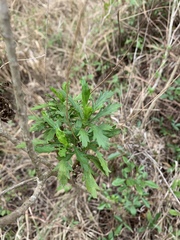 Euryops chrysanthemoides