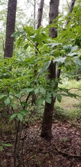 Castanea pumila