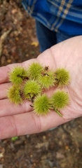Castanea pumila
