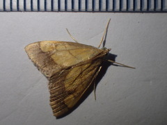 Evergestis limbata