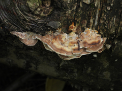 Antrodiella pallescens