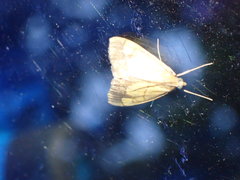 Evergestis limbata