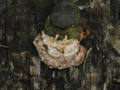 Antrodiella pallescens